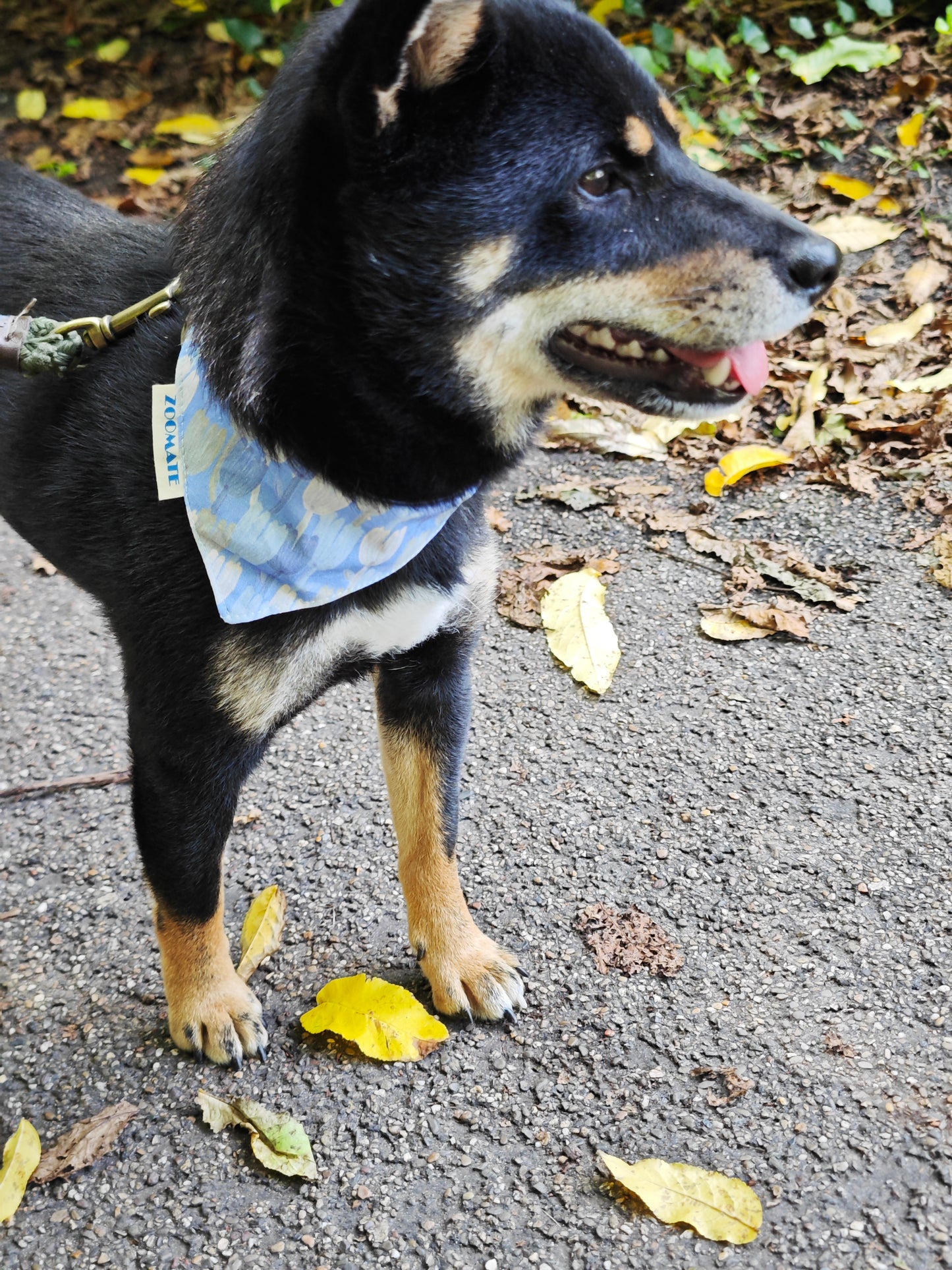 Blue Tulip Pet Tie + Scrunchie Matching Set