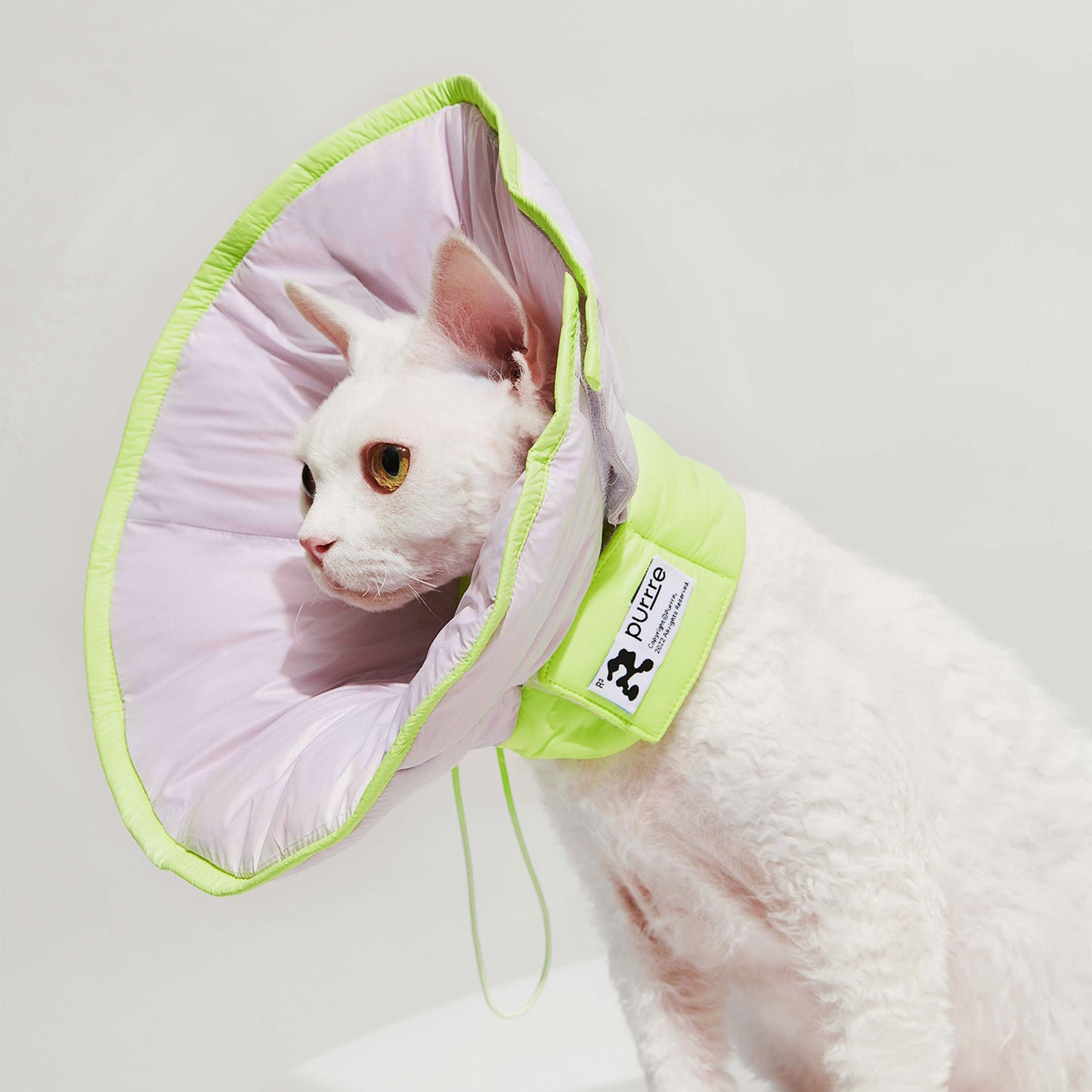 Protective Cone Collars in Lilac