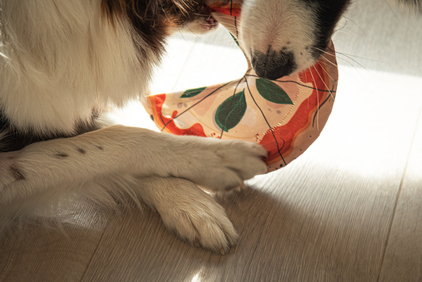 Margarita Pizza Dog Frisbee