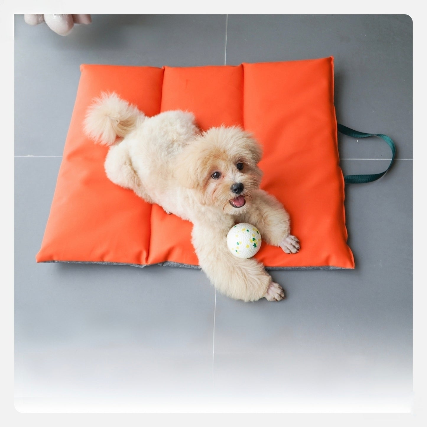 Portable Waterproof Pet Mat – Foldable, Scratch-Resistant & Easy to Clean